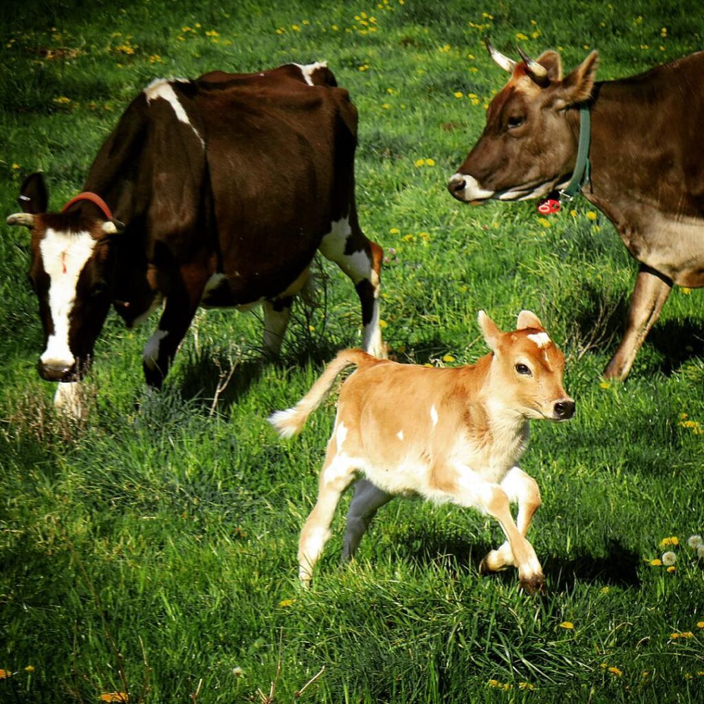 A little light-brown cow prances away from two larger brown-and-white cows