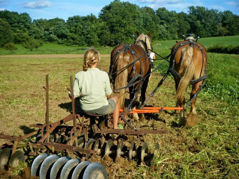 A young woman drives two horses pulling a disc harrow through a field.