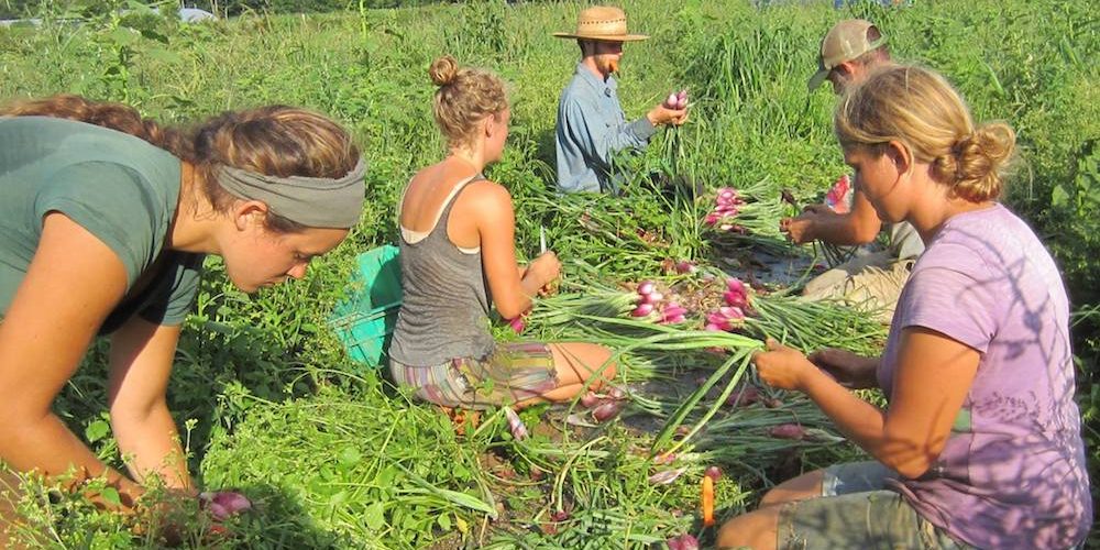 People harvesting and bundling spring onions outdoors in a field on a sunny day.