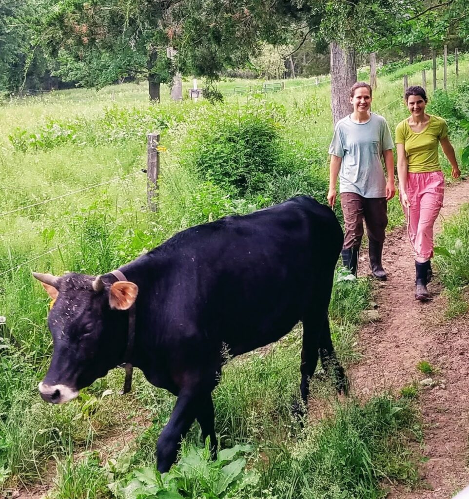 Two people follow a black cow down a path by a meadow