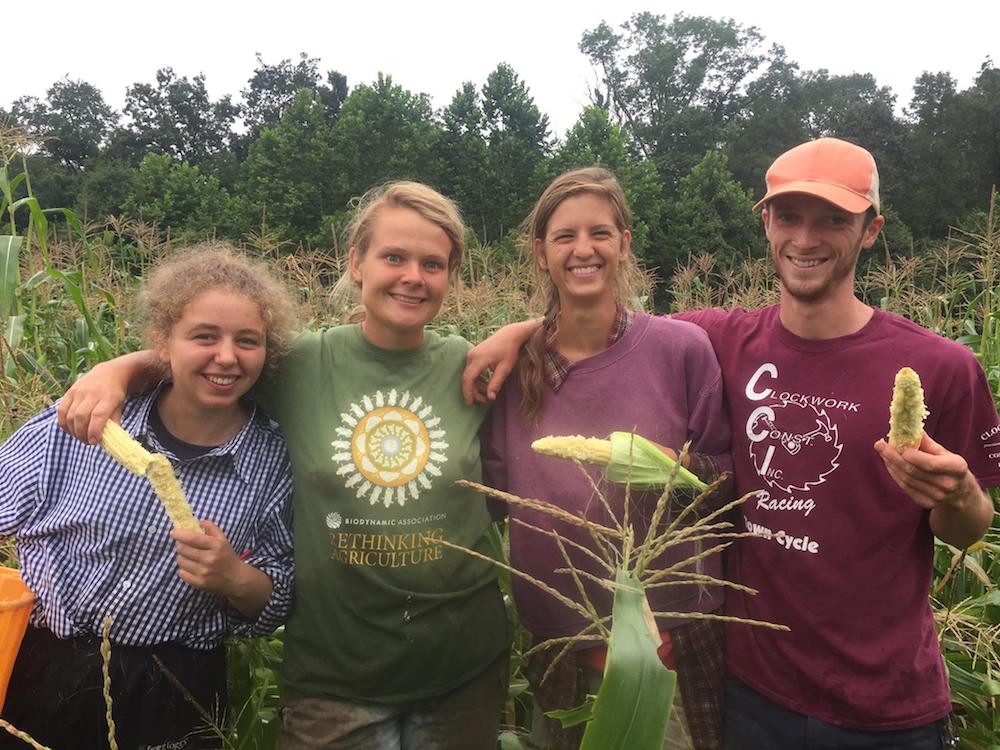 Four people hold up half-eaten corn cobs in a field of corn and smile at the camera