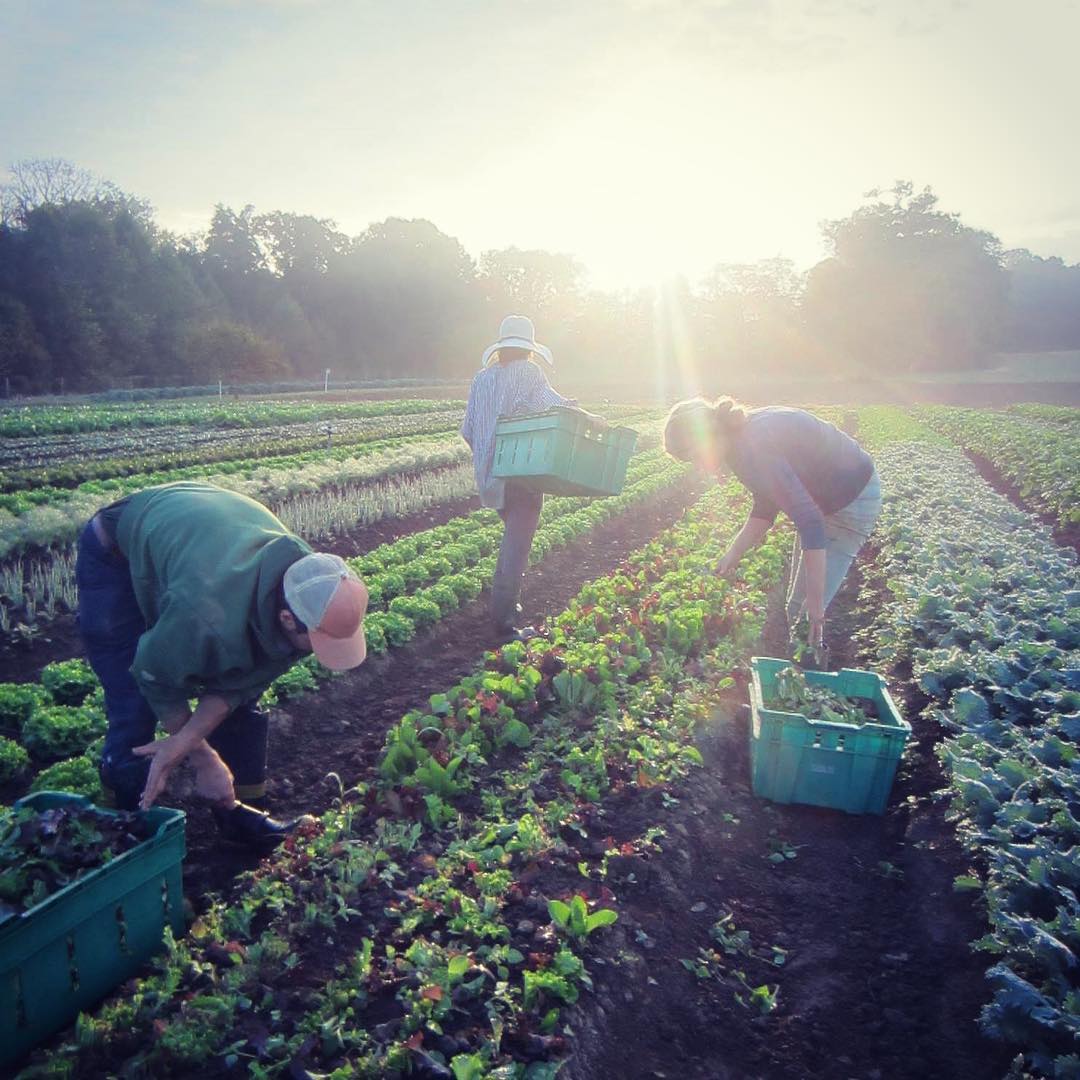 People pick crops in a field at sunset