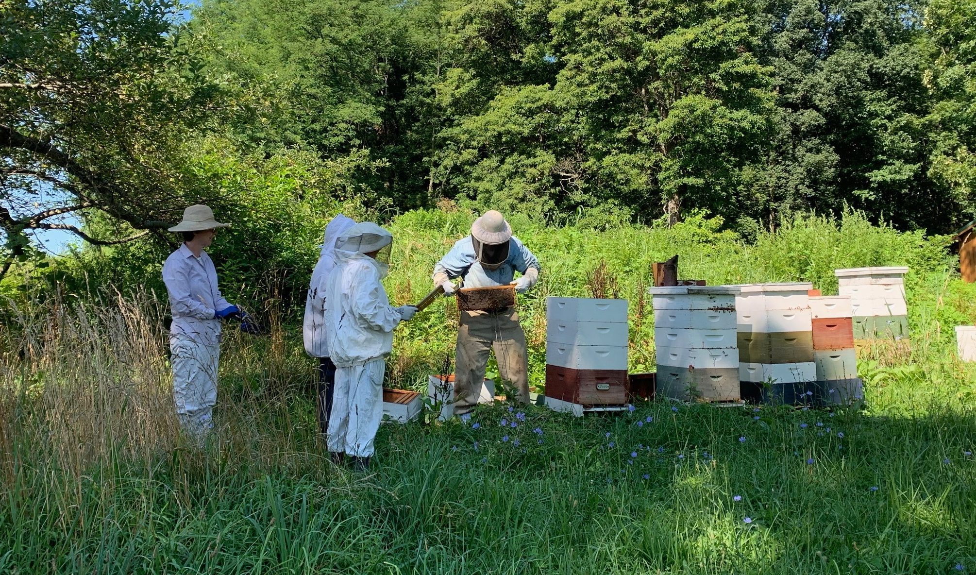 Four people in beekeeping suits tending to beehives