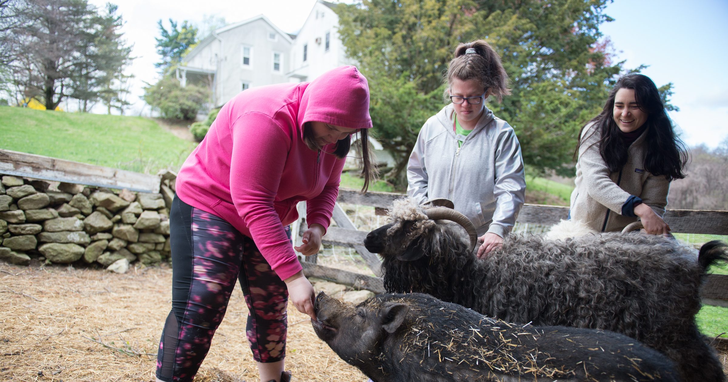 Three women pet and feed a fluffy goat and a pig.