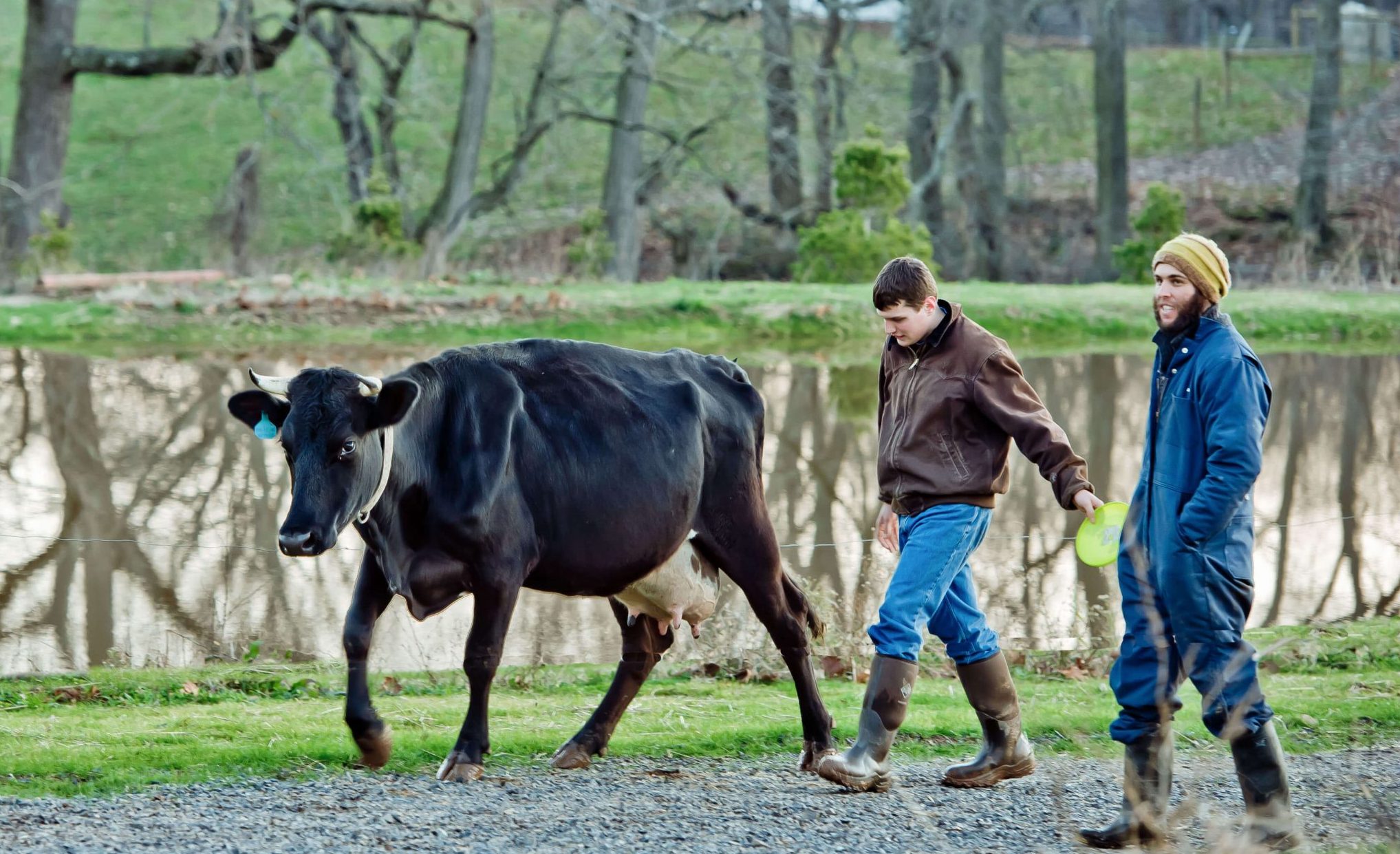 Two young men walk together behind a black cow