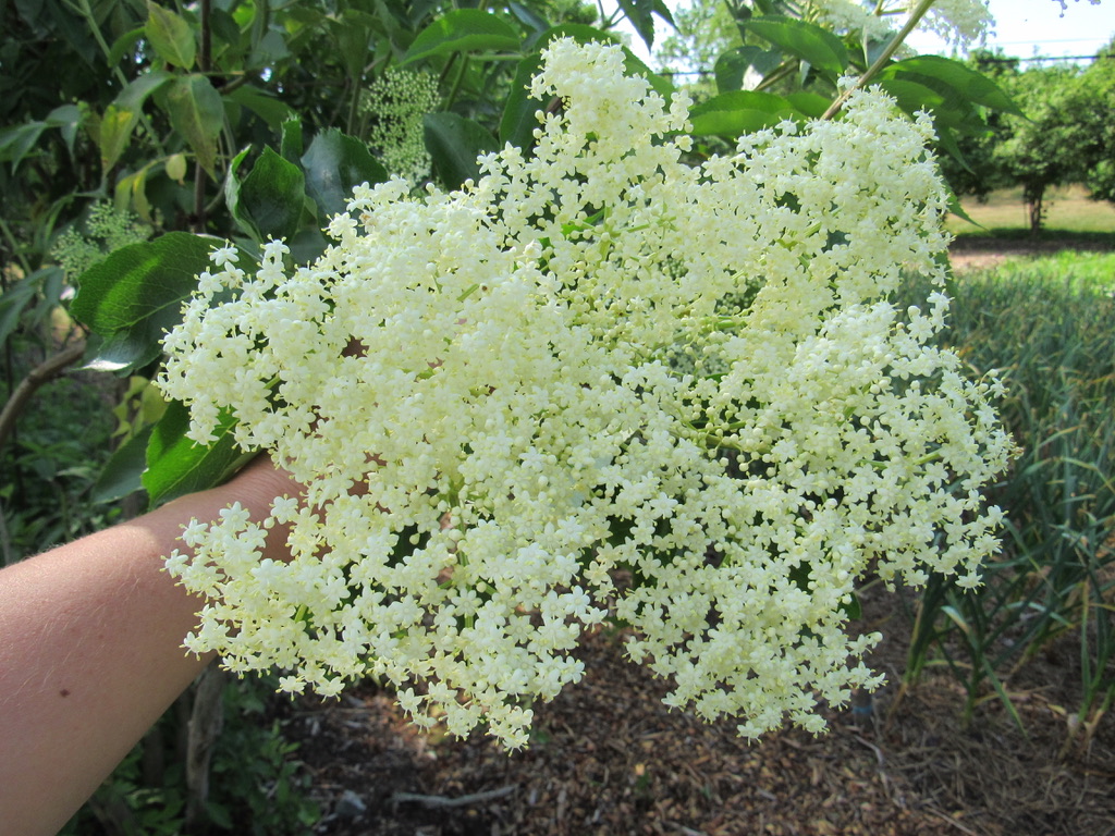 A handful of elderflowers on a tree