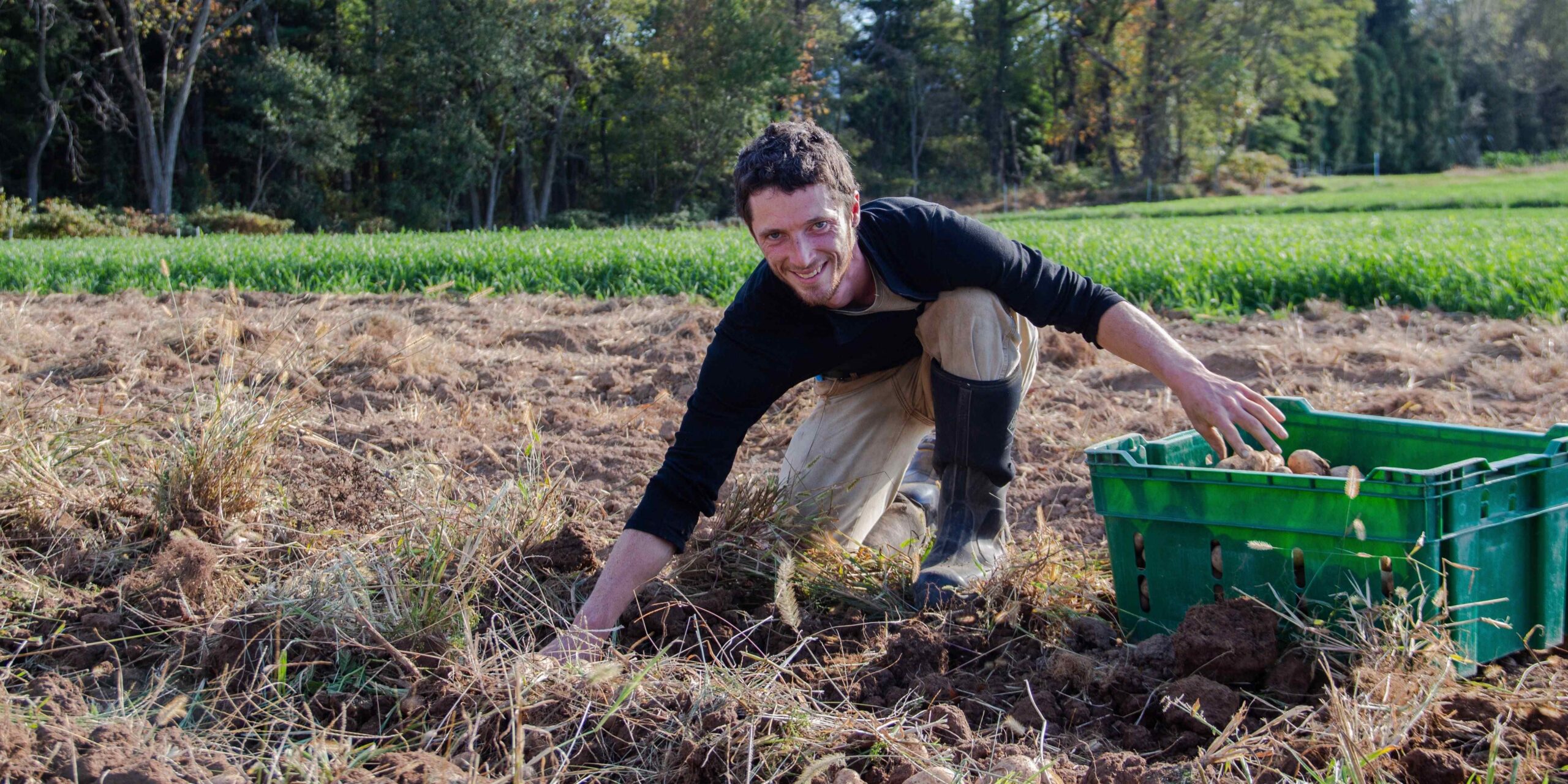 A man harvests potatoes in a garden at Kimberton Hills