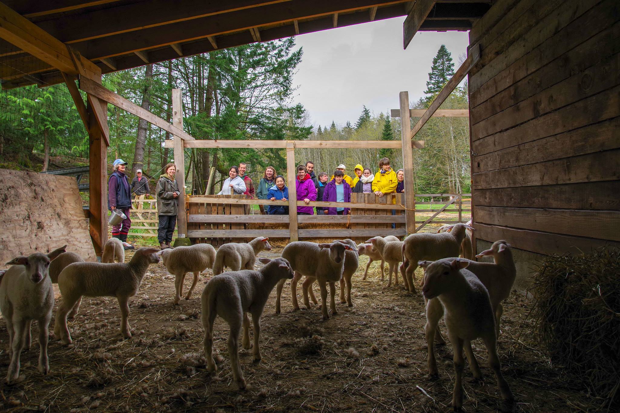 A large group of people watches a barnyard full of fluffy lambs.