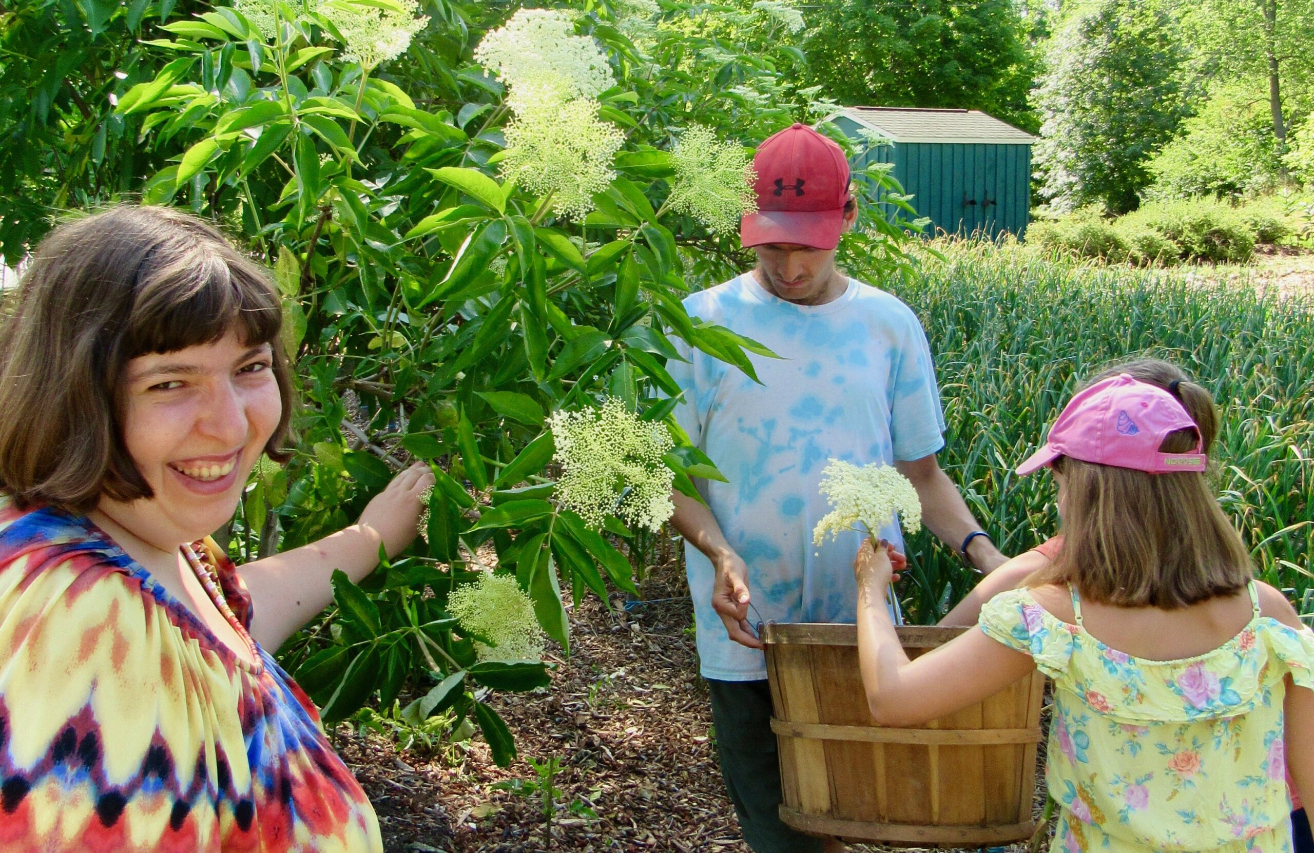 Harvesting elderflowers in the Triform garden