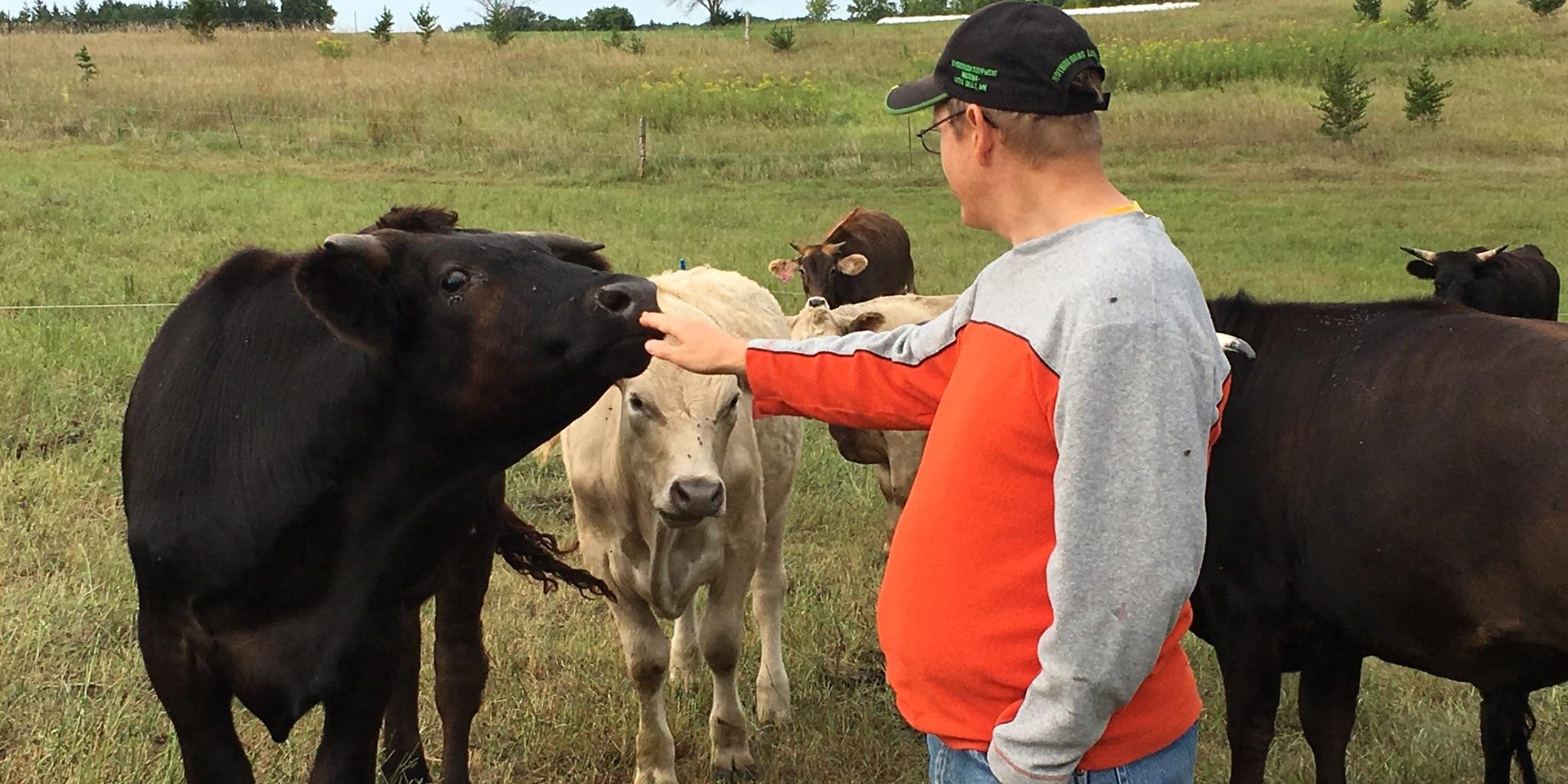 A man reaches out to pet the nose of a black cow, as other cows approach curiously.
