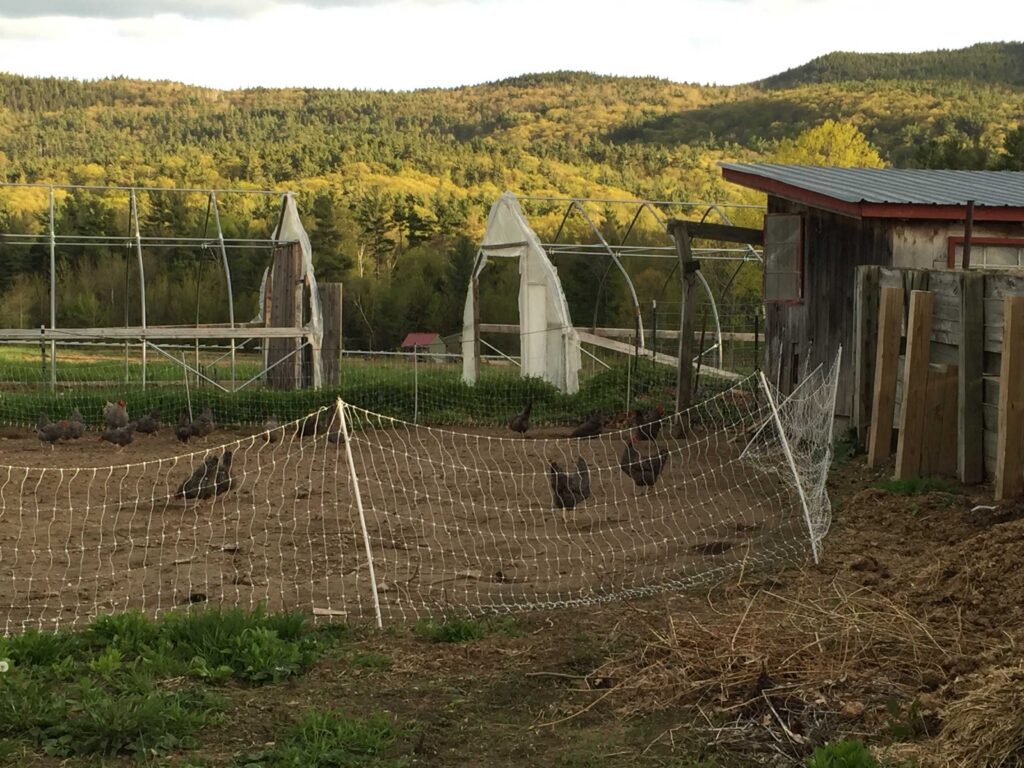 Chickens in a fenced area with green hills in the background