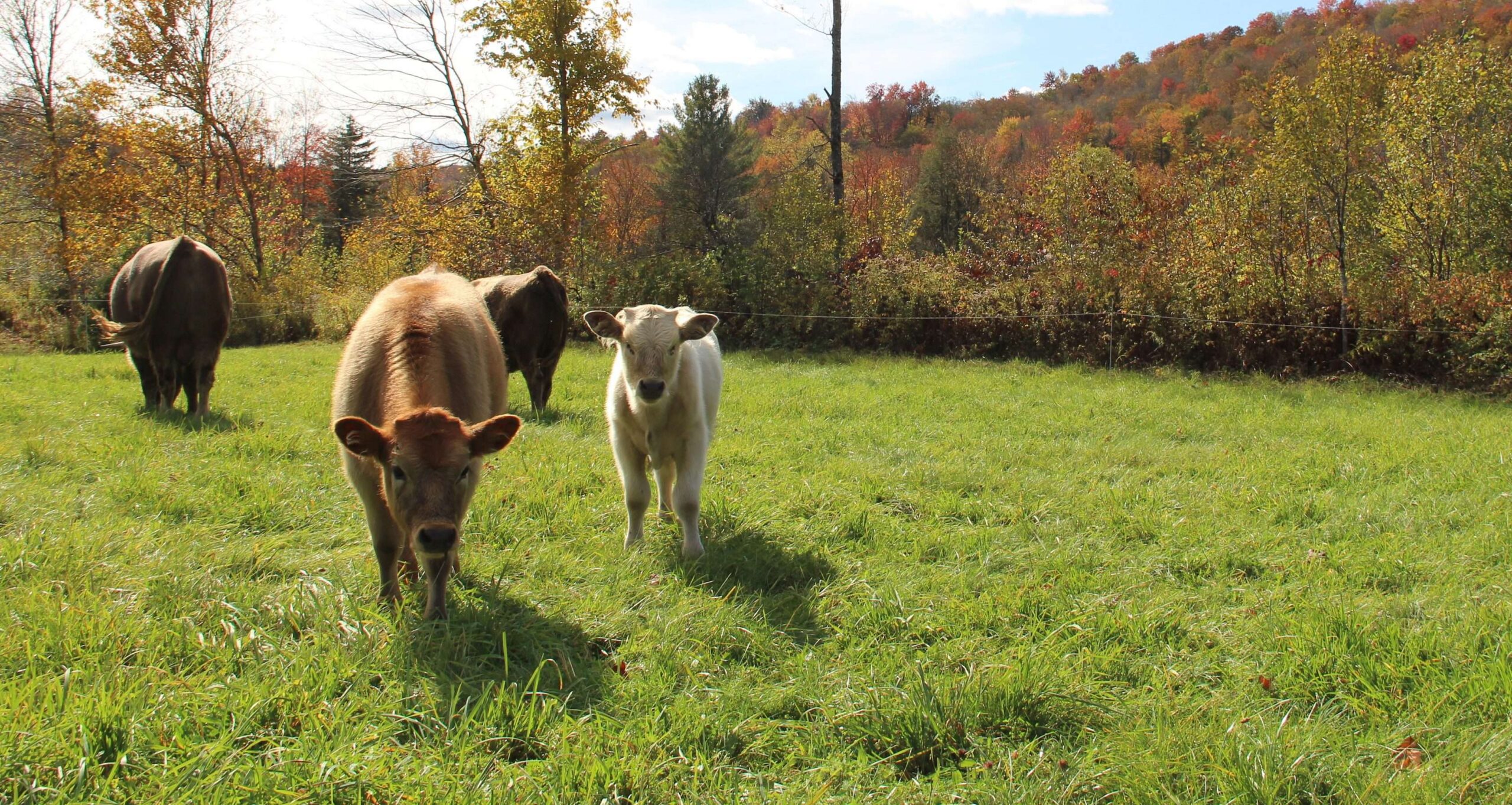 Several fluffy cows in a green field with autumn foliage behind them.