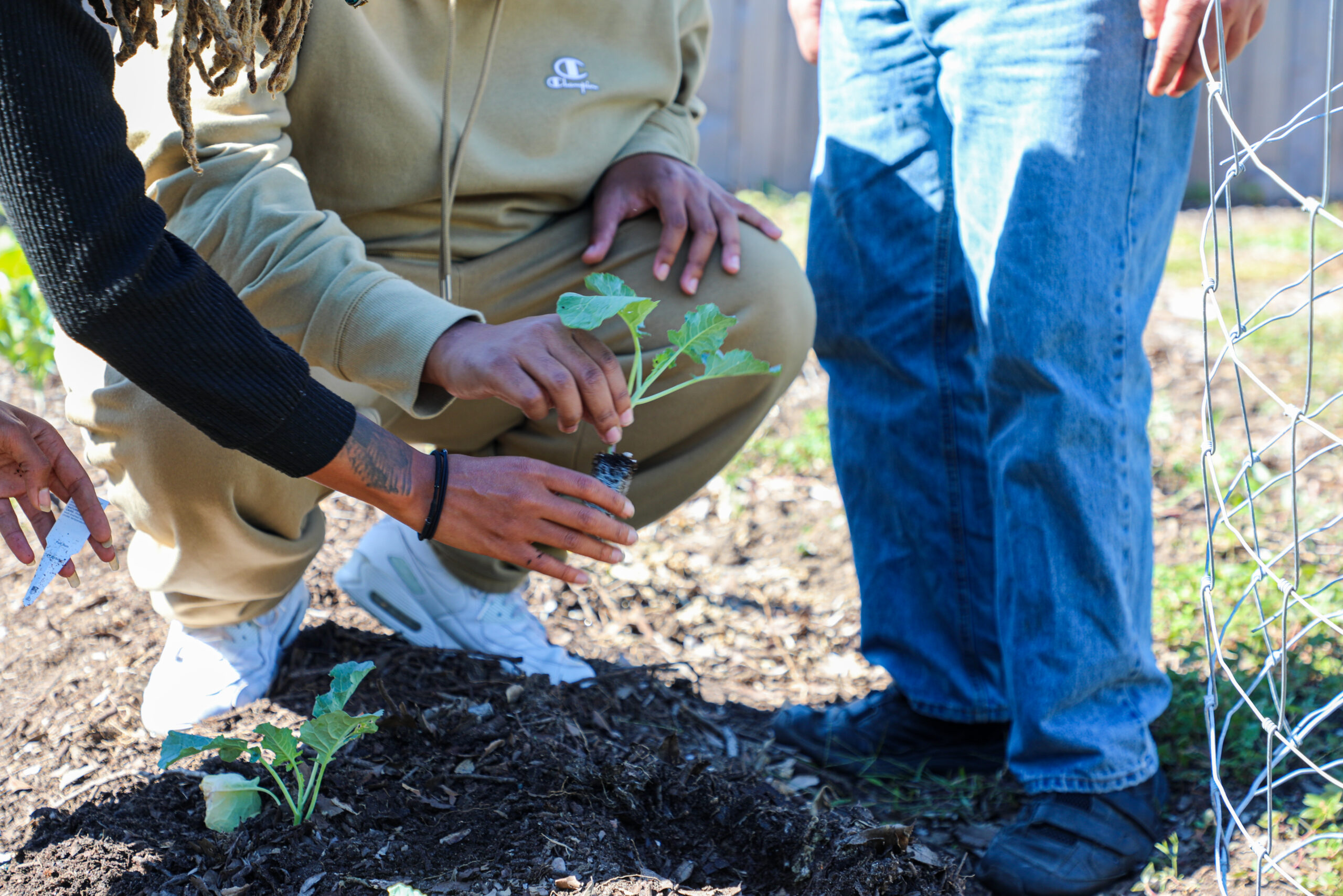 People carefully planting seedling plants