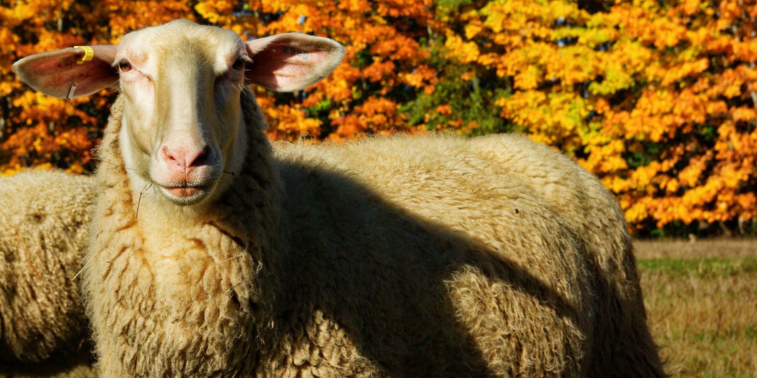 A very fluffy sheep looks straight at the camera in front of fall foliage