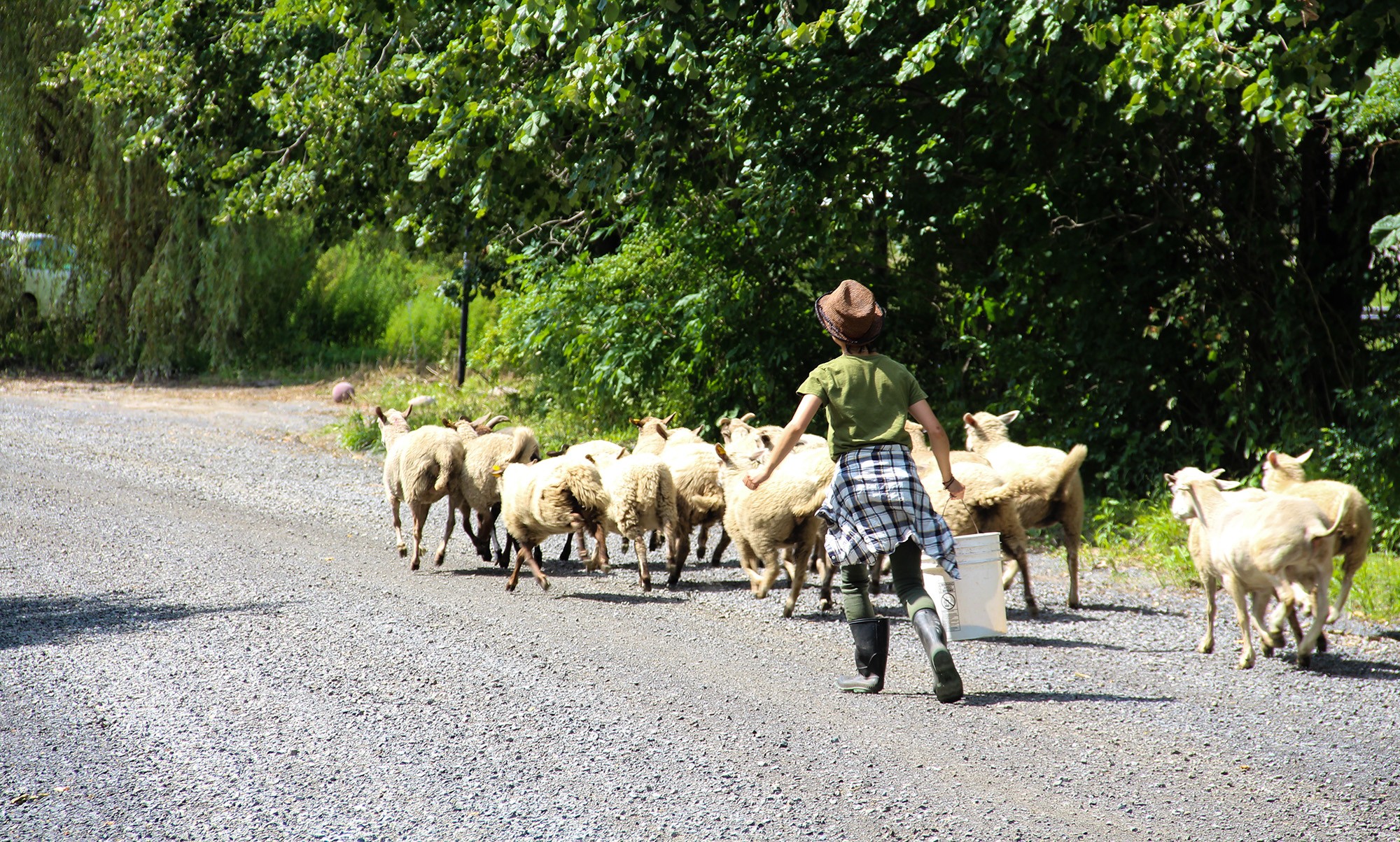 A farmer herds a group of sheep down a gravel road, carrying a white bucket