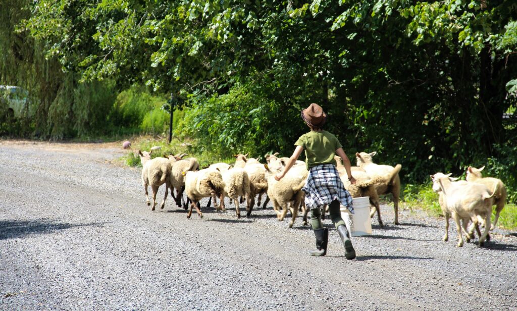 A person herds sheep down a gravel road, carrying a white bucket