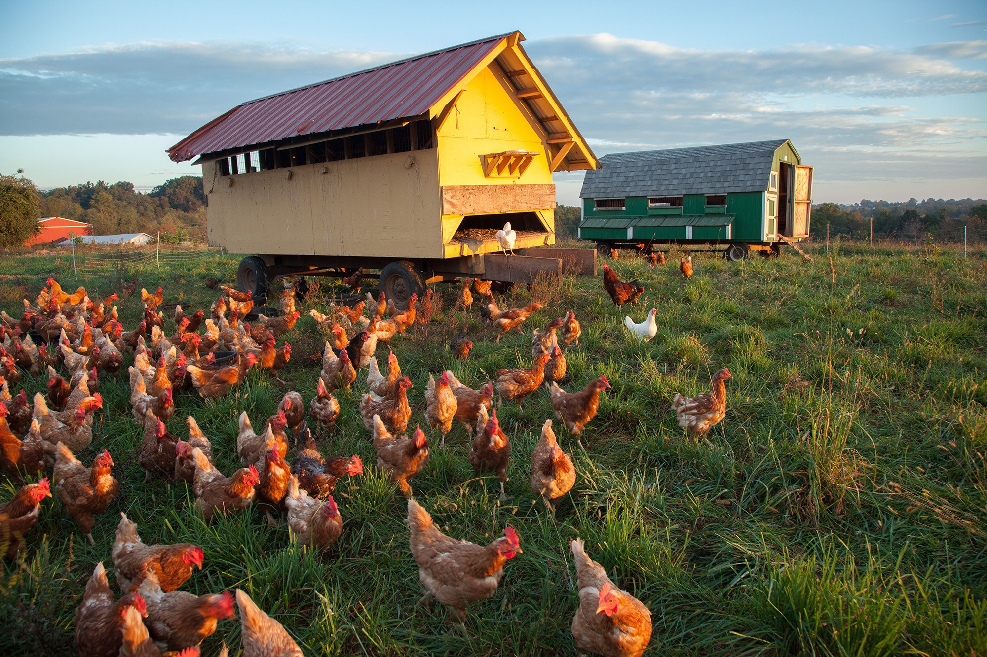 Dozens of chickens wandering in a green field in the late afternoon sun, with their colorful chicken coops in the background.