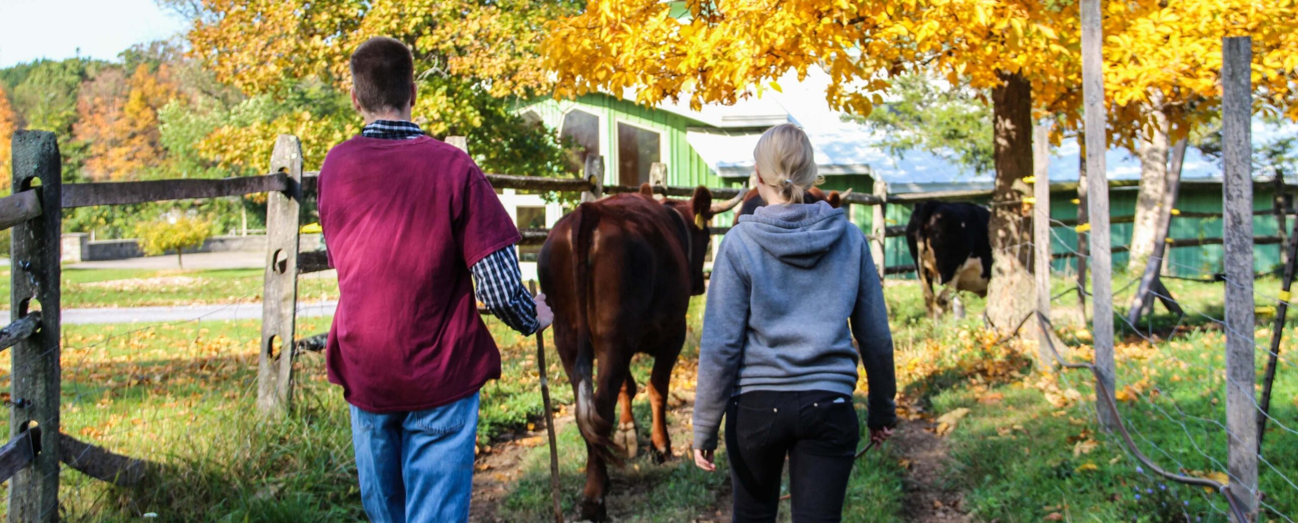 Two people walk behind a line of cows as they travel down a wooden-fenced path