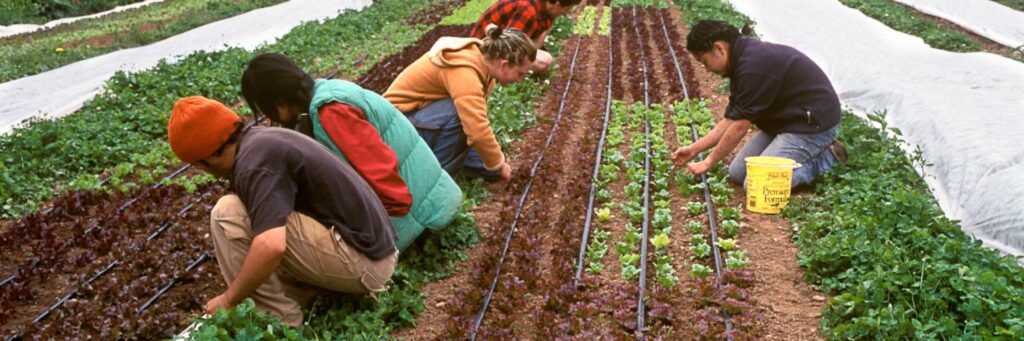 A group of people working in a garden