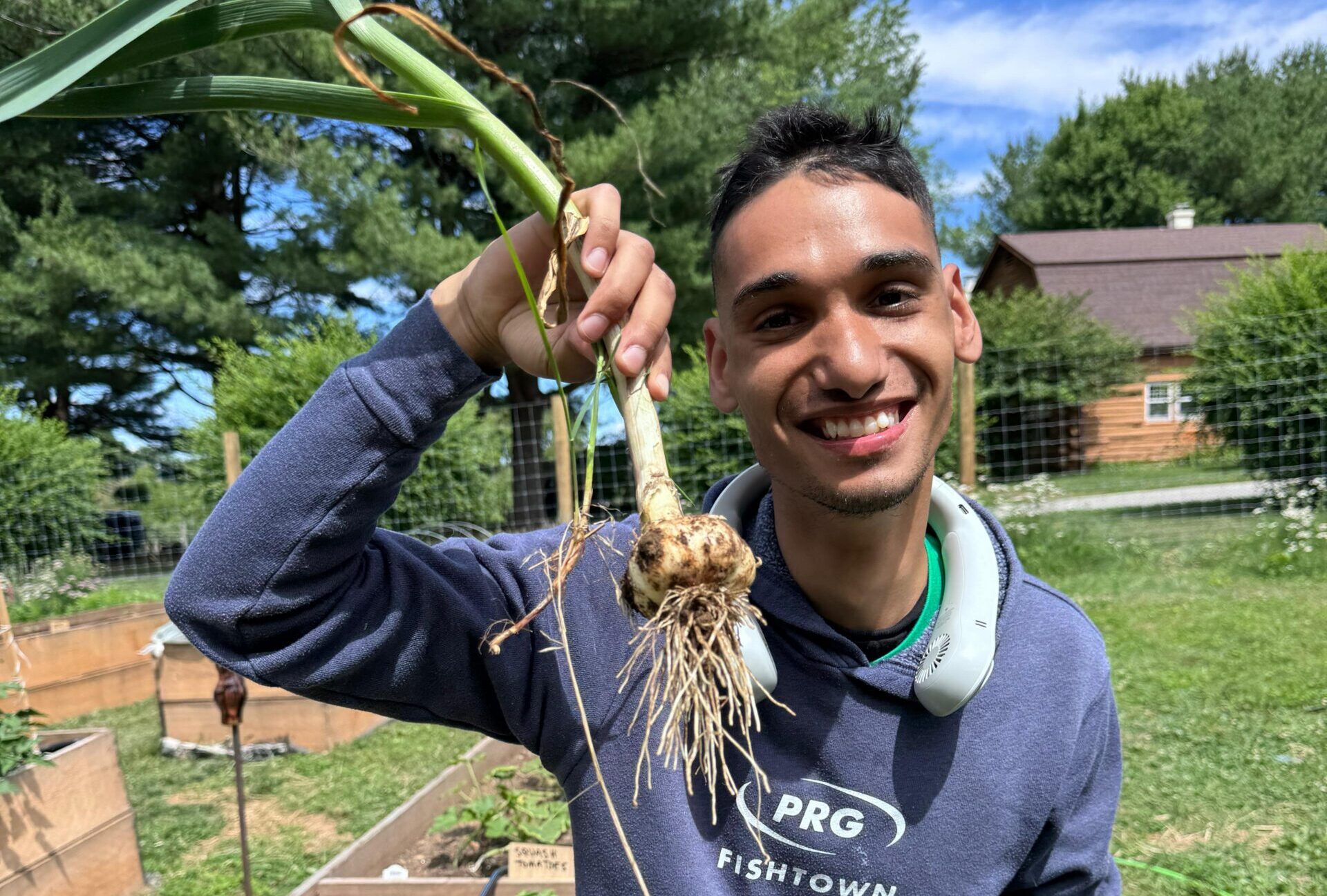 Garlic harvest
